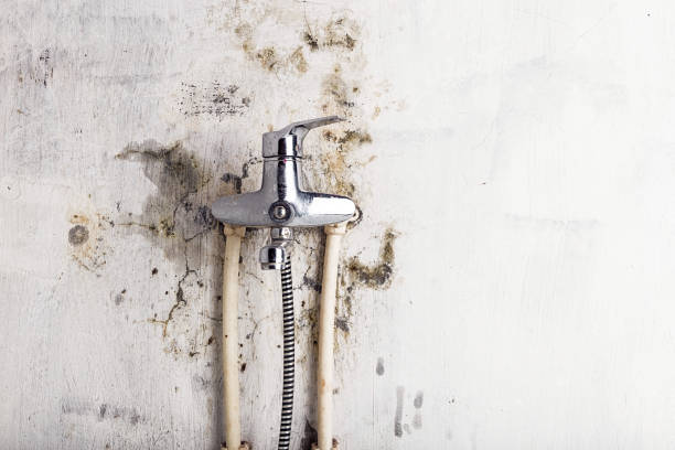 Best Commercial Mold Removal  in Lightstreet, PA