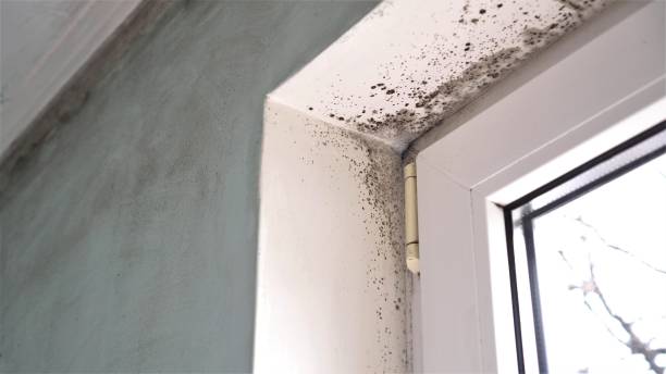Best Mold Damage Repair  in Lightstreet, PA
