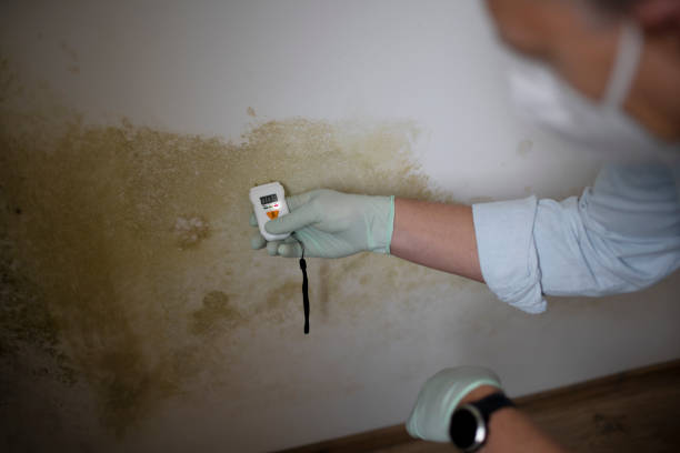 Best Toxic Mold Removal  in Lightstreet, PA