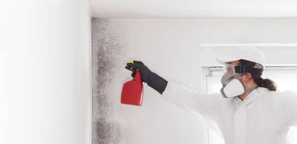 Certified Mold Removal in Lightstreet, PA