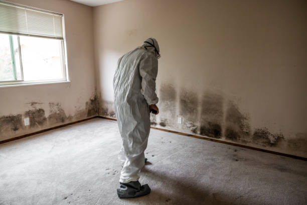 Best Commercial Mold Removal  in Lightstreet, PA