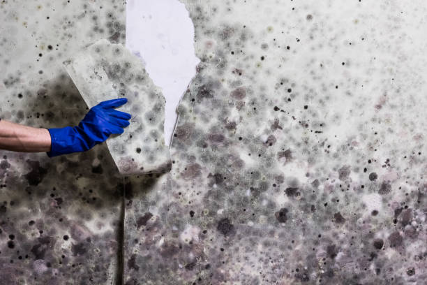 Best Best Mold Removal Companies  in Lightstreet, PA