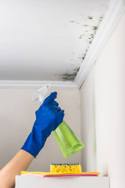 Best Commercial Mold Removal  in Lightstreet, PA